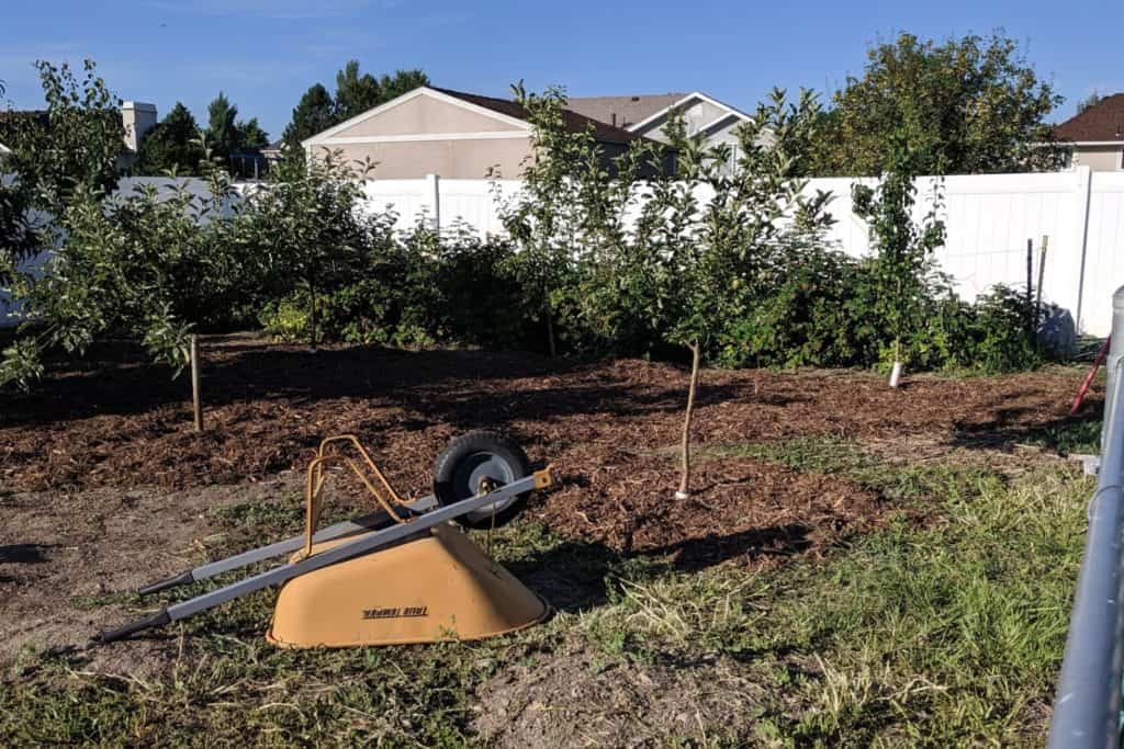 An image of our garden, raspberry patch and small fruit trees in the Starrs' backyard. Mulch is being spread around the trees as weed control.