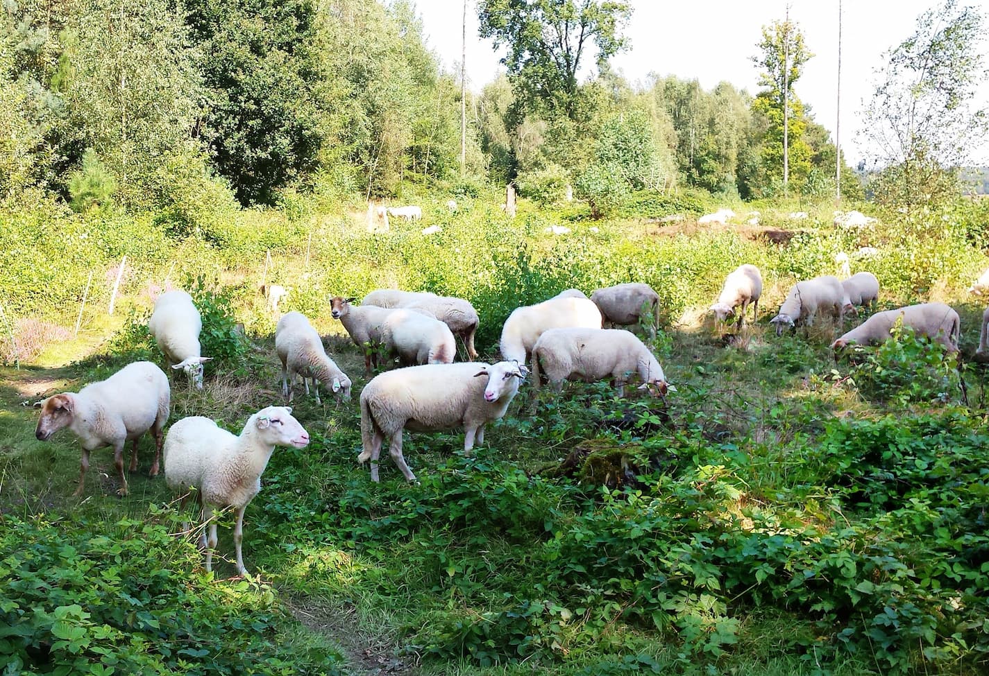 An image of sheeps grazing in the forest.