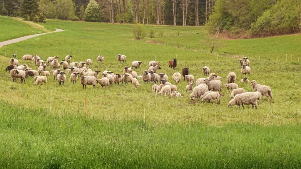 An image of a sheep herd in the pasture.