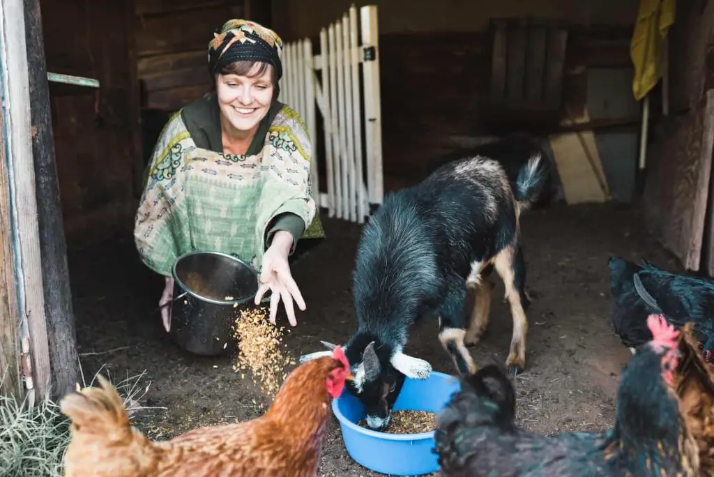 An image of a lady farmer feeding her goats and chickens.