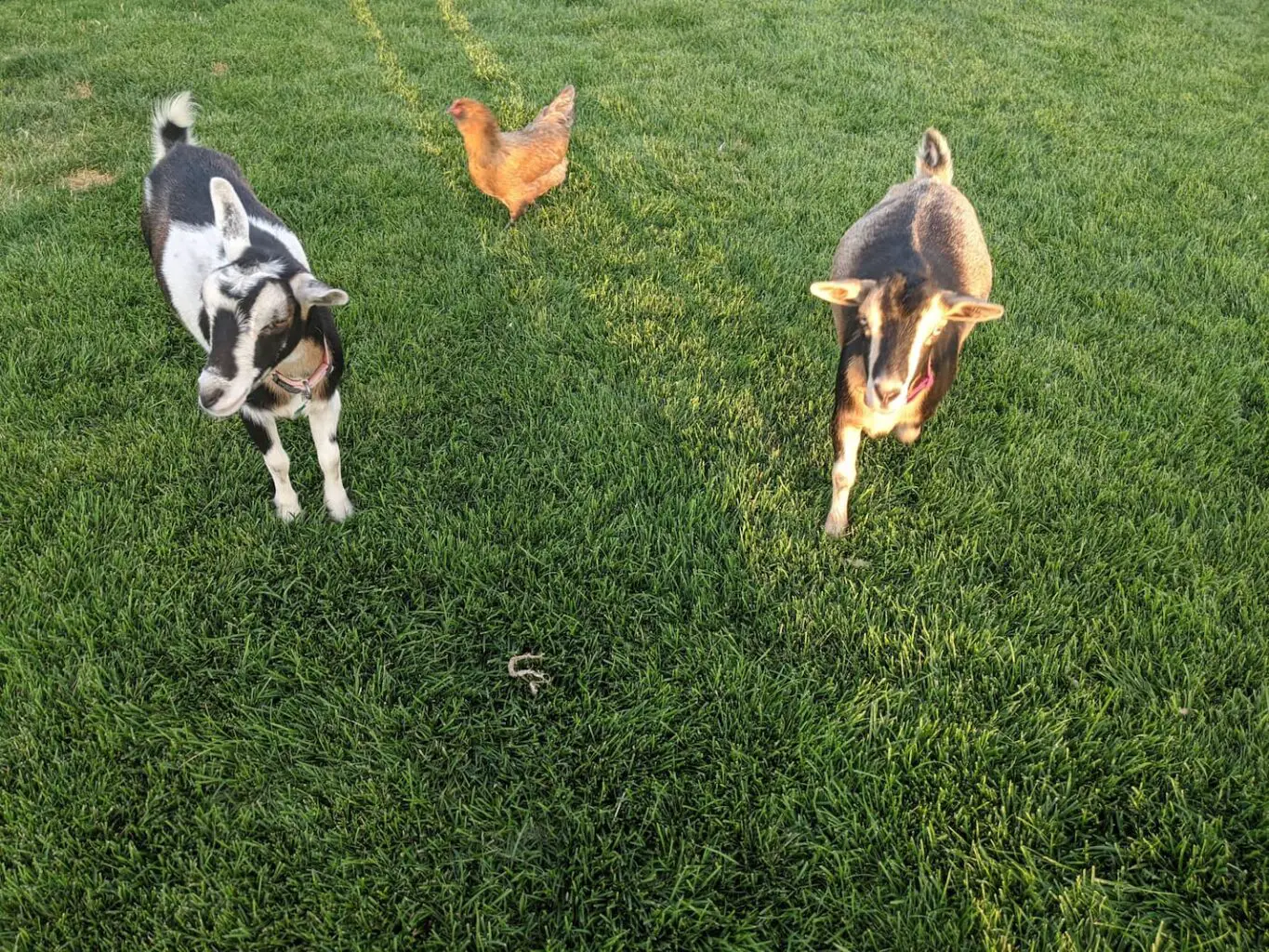 An image of our goats Clover and Katana with one of the chickens