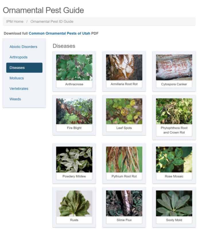 An image of a picture-based guide to fruit tree diseases referenced by Utah State University.