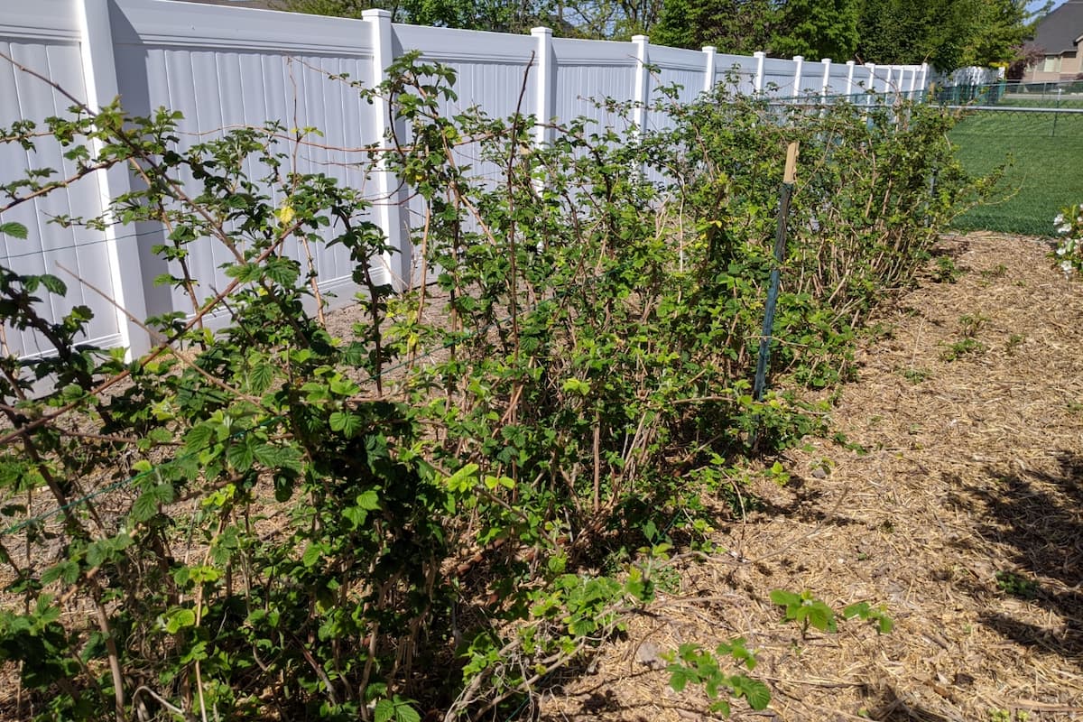 An image of our raspberries in early May that are growing and with pollinators.