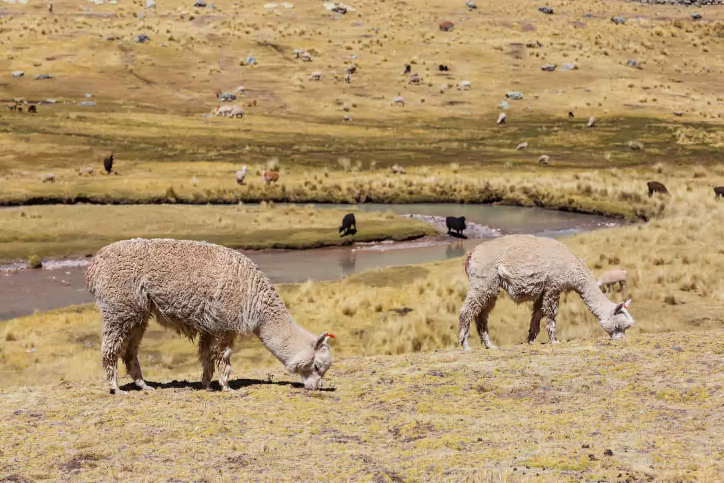 An image of Peruvian alpaca in Andes.