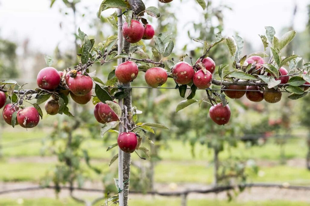An image of Apple trees in an organic orchard garden in autumn, red fruits ready for picking on branches of espaliered fruit trees.