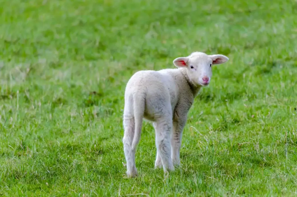 An image of a lamb in the meadow looking at the camera.