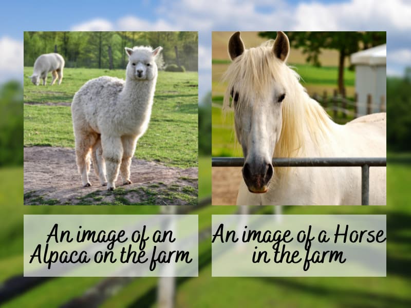 A collage image of an alpaca and a horse in a farm set-up.