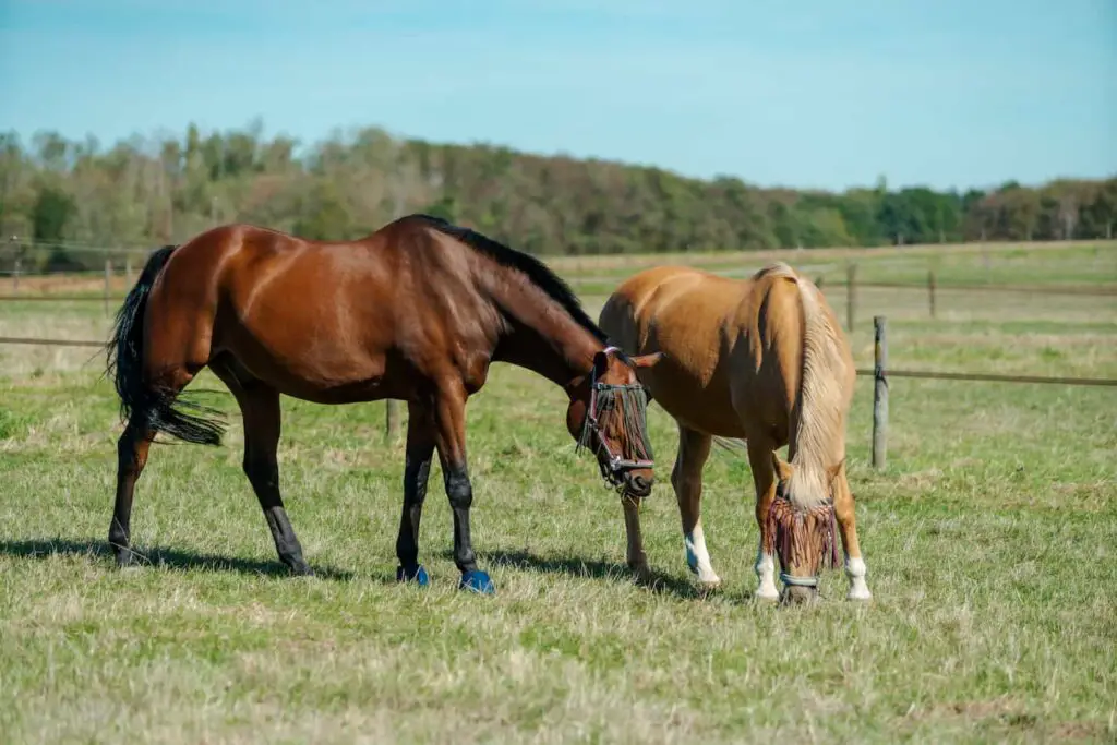An image of Horses at horse farm. Country summer landscape.