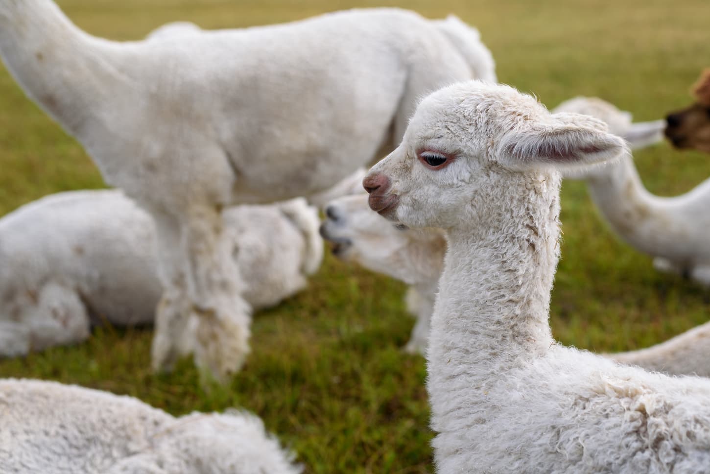 How Many Alpacas Should you Get? (A Practical Guide)