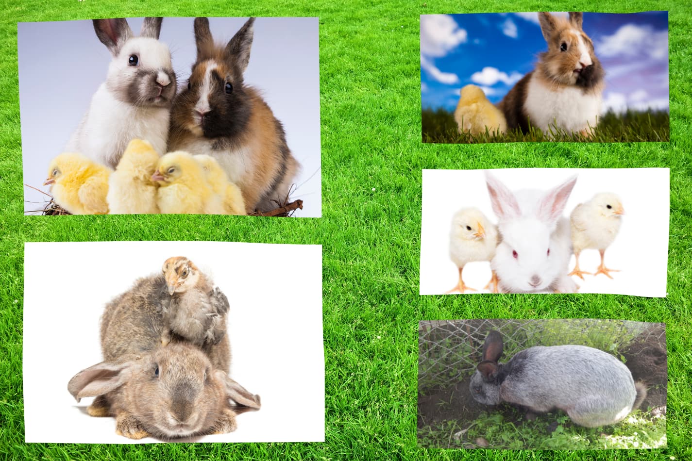 A collage of chickens and rabbits together in a grass background.