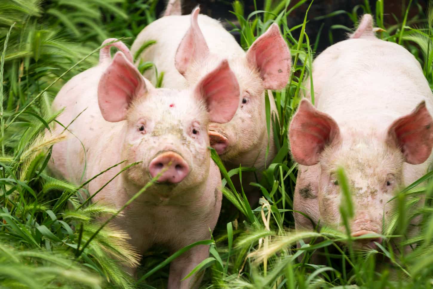 An image of Little three pigs on the field in summer.
