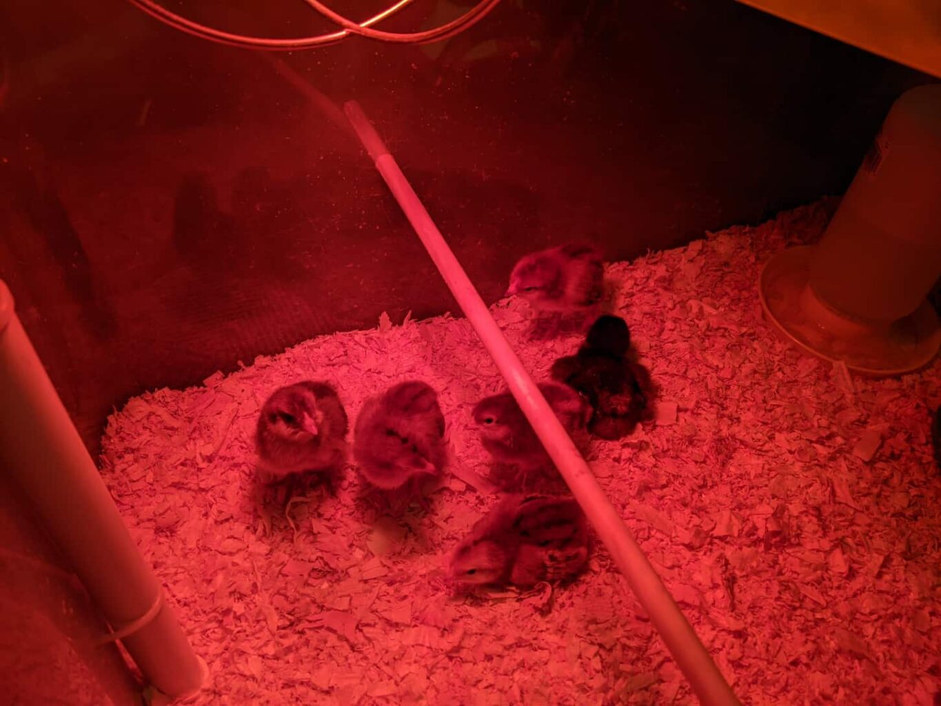 An image of our baby chicks inside a brooder with a waterer and a heat lamp.