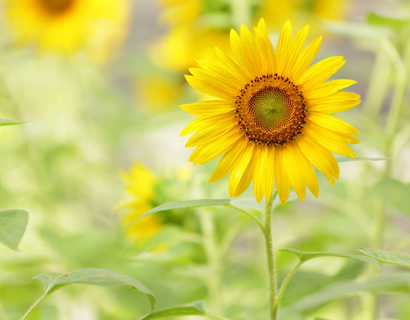 An image of a sunflower in a field.