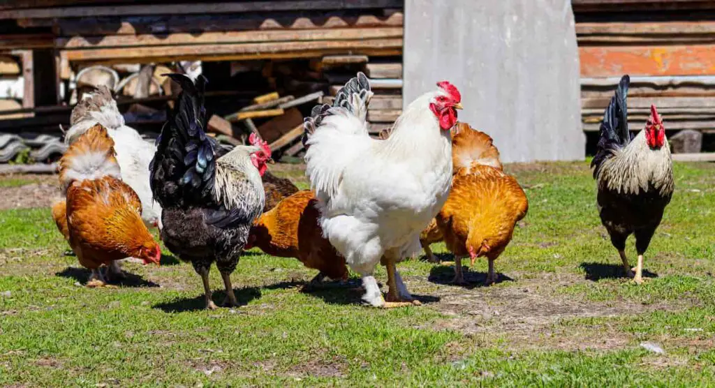An image of Beautiful and colorful roosters and hens are walking in the courtyard of a farm house on a green lawn against a background of wooden planks.