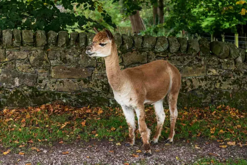 An image of Cute and Sheared Llamas in the English countryside.