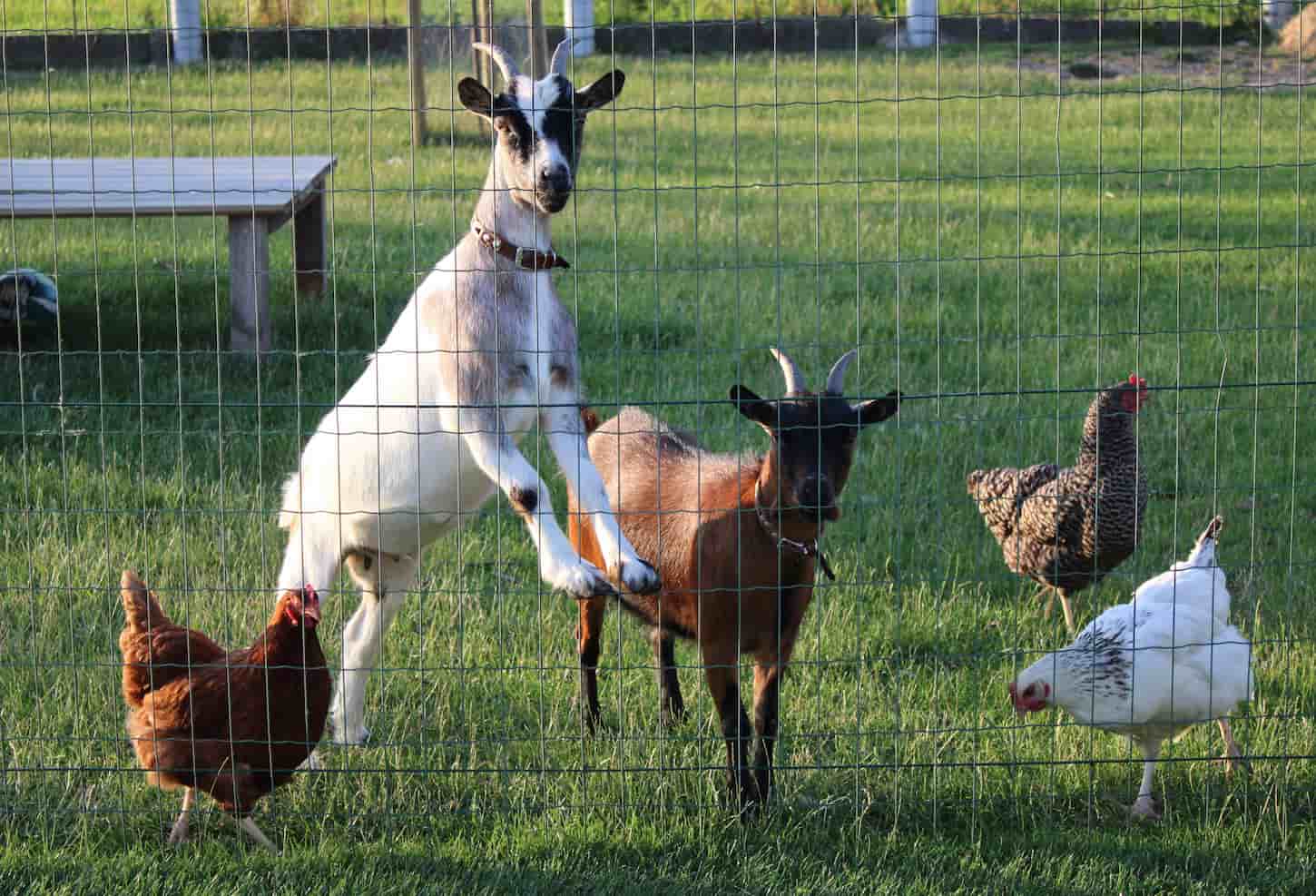 An image of Funny curious goats and chickens at the farm waiting for food.