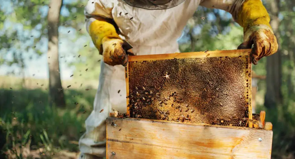 An image of a beekeeper pulls out a frame with honey from the beehive.