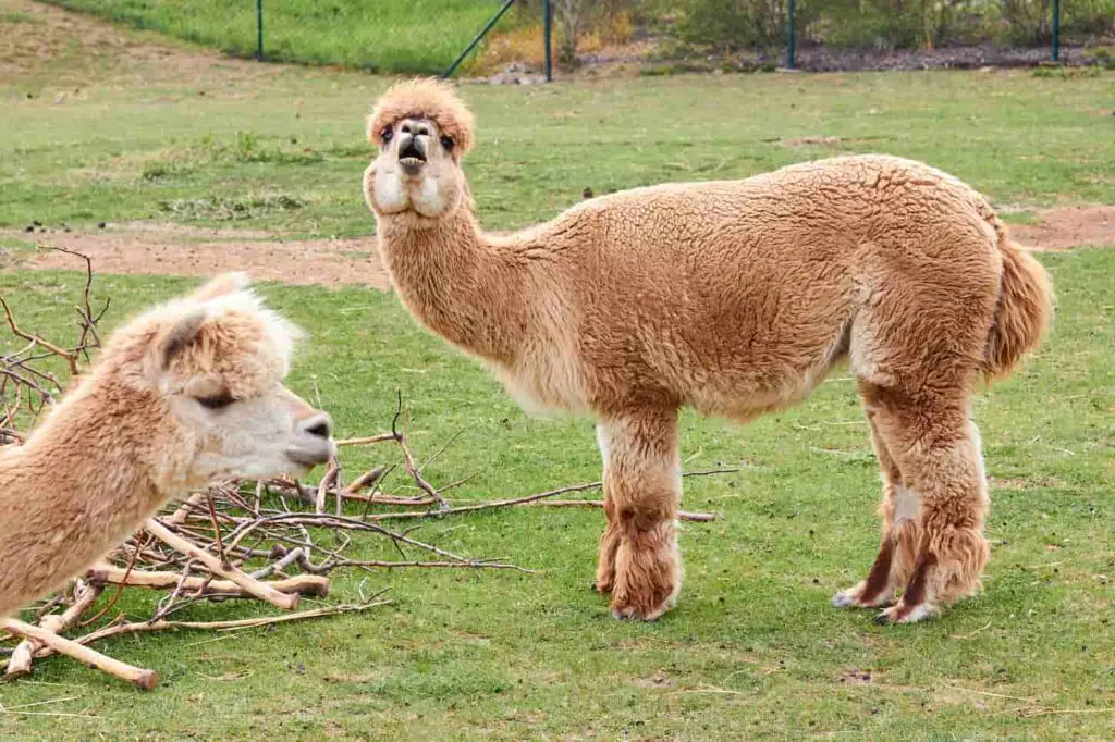 An image of Two alpaca, llama or lama on a green grass on a meadow.
