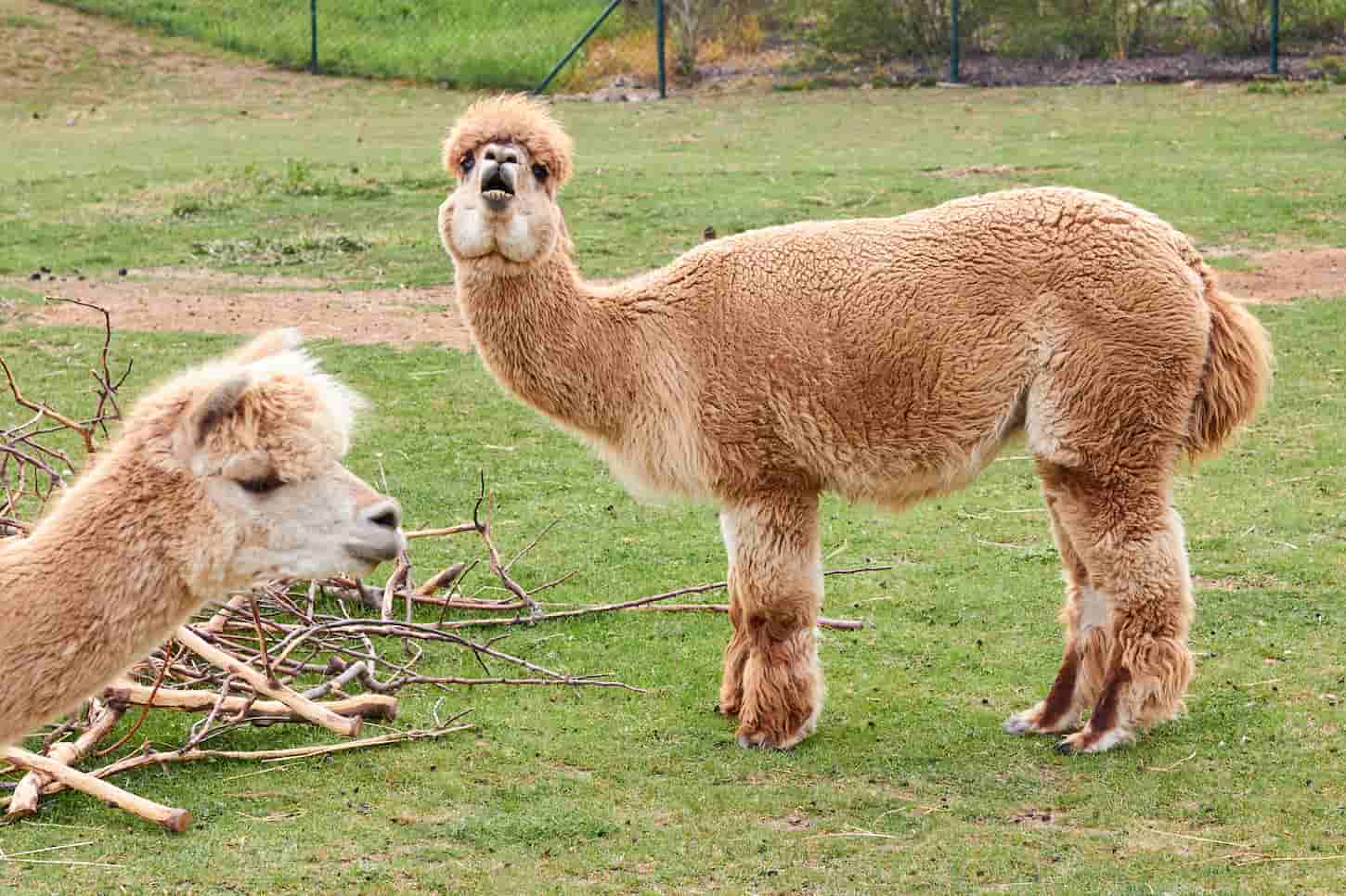 Are Alpacas and Llamas Ruminants?