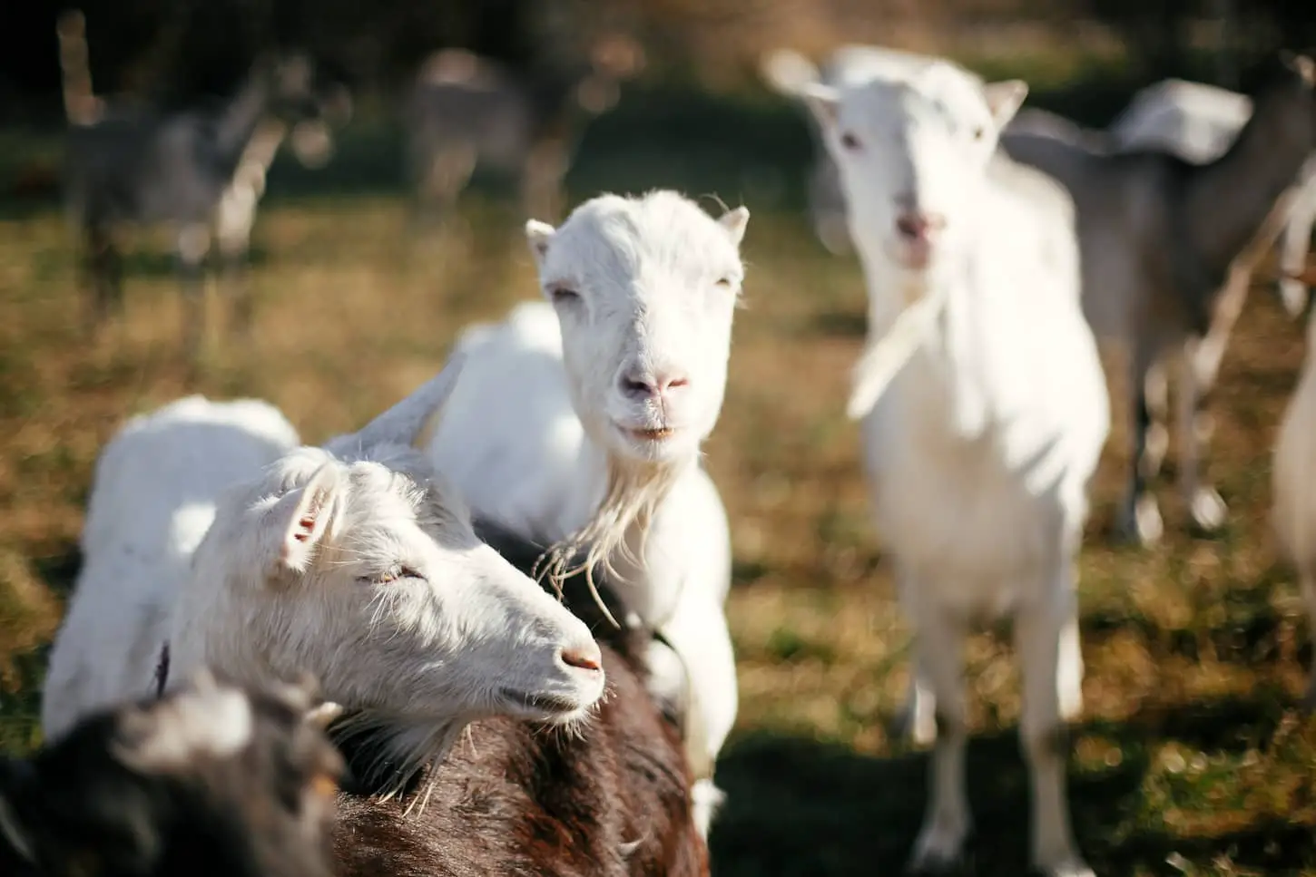 An image of Sweet goats with funny beards on background of other goats grazing.