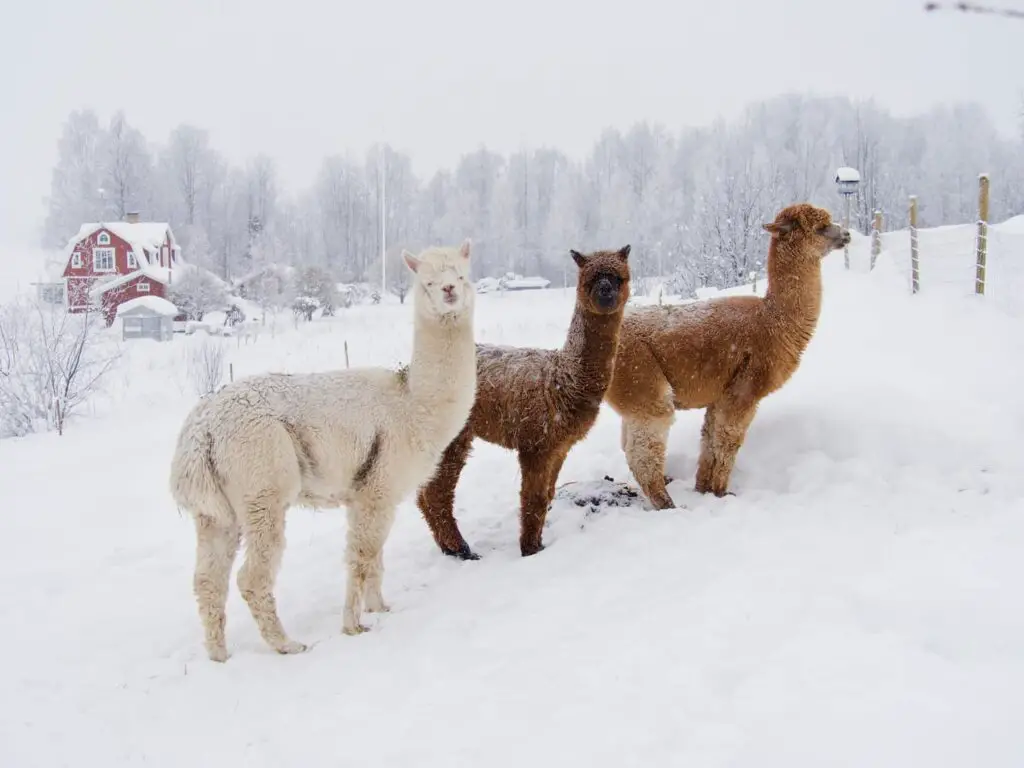 An image of three Alpaca in cold Swedish winter.