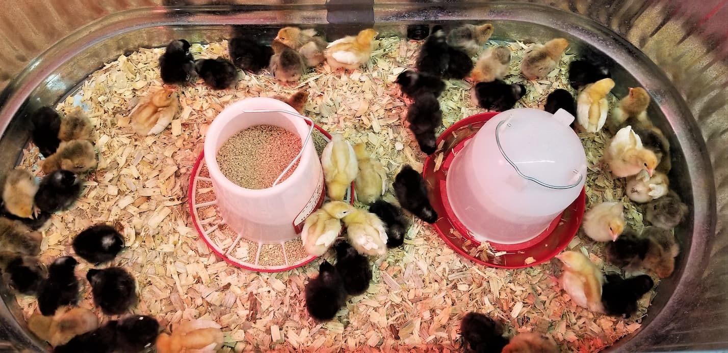 An image of our baby chicks inside a brooder with a feeder and a waterer.