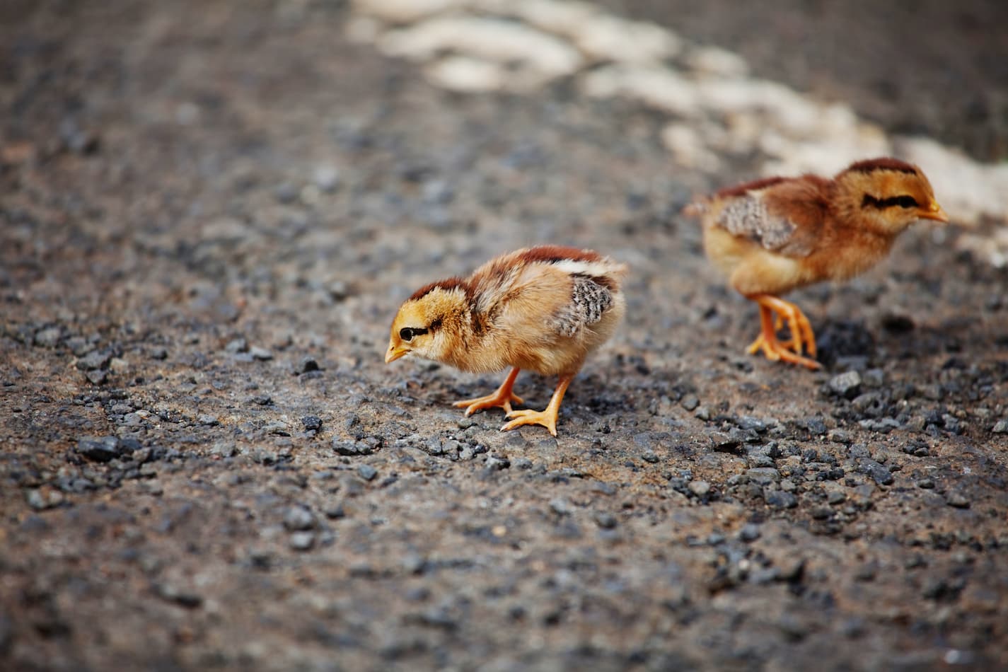 An image of chicks exploring on a road