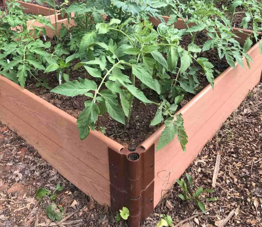 An image of Tomato plants in garden bed.
