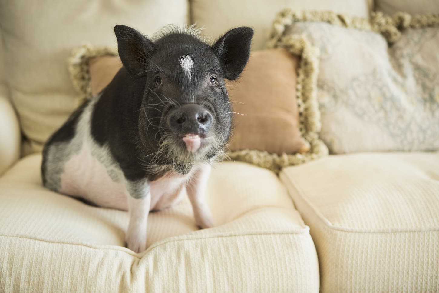 An image of a pot bellied pig sitting on the cushions of a sofa in an elegant mansion.