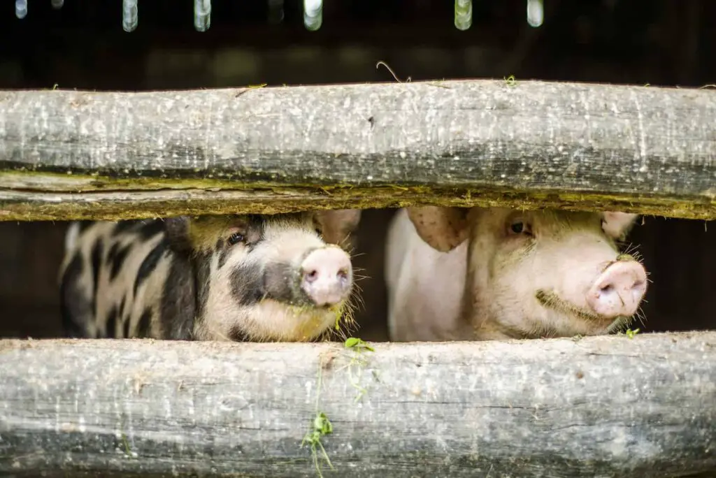 An image of cute pigs looking outside their cage.