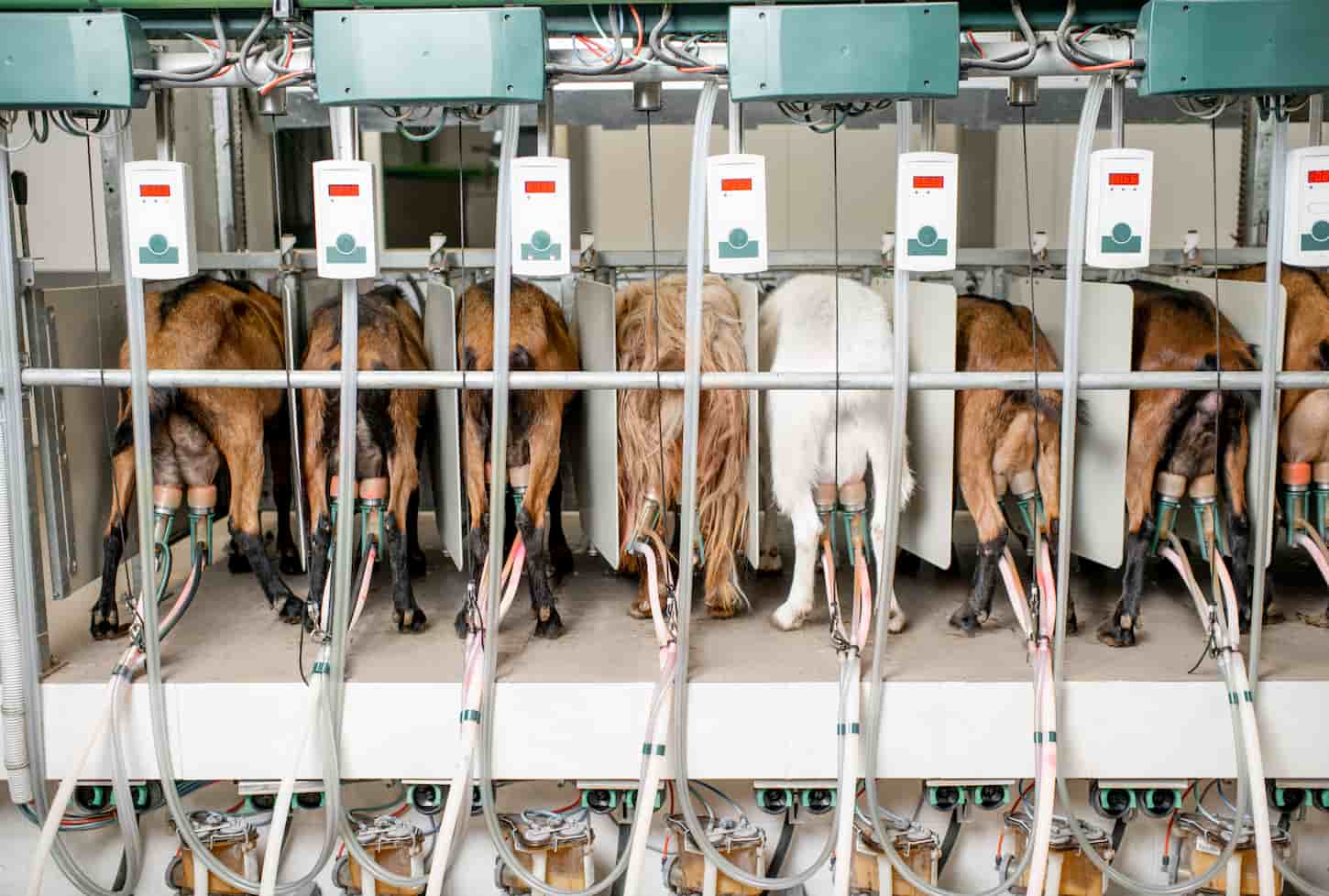 An image of goats in the automated milking line during the milking process
