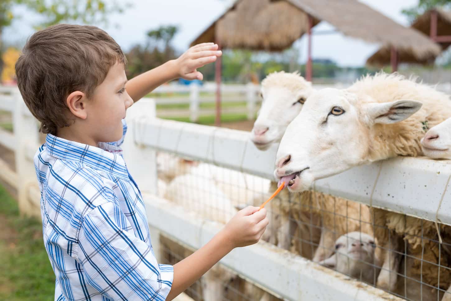 An image of a Little boy on a farm petting a sheep.