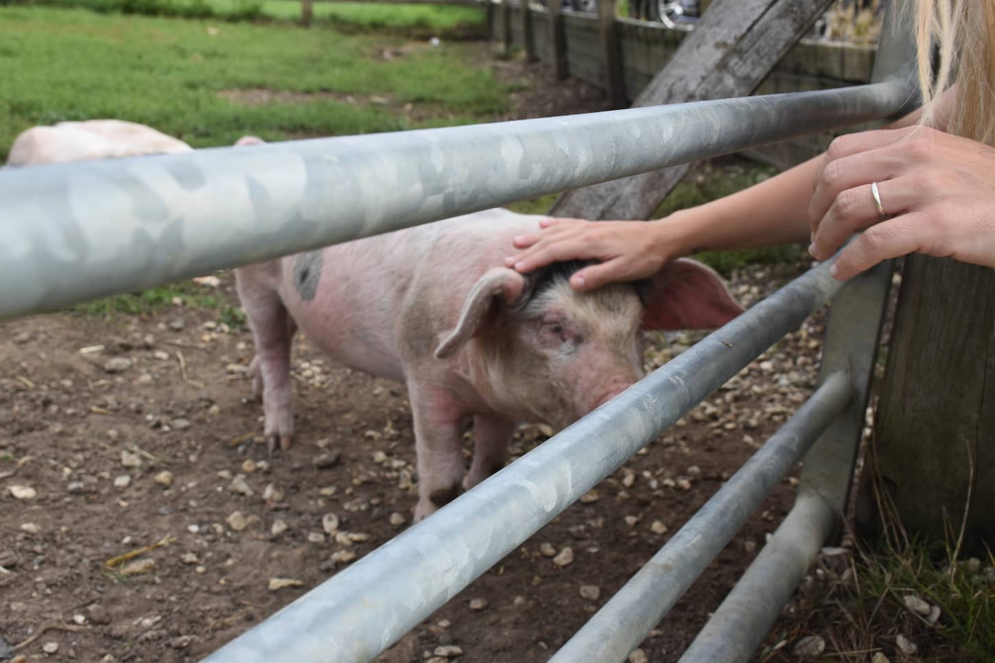 An image of a human hand petting a farmyard piglet.