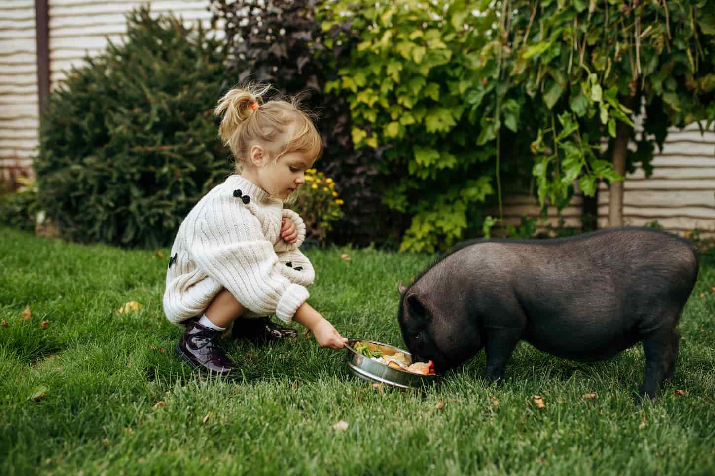 An image of a little girl feeding a black pig in the garden.