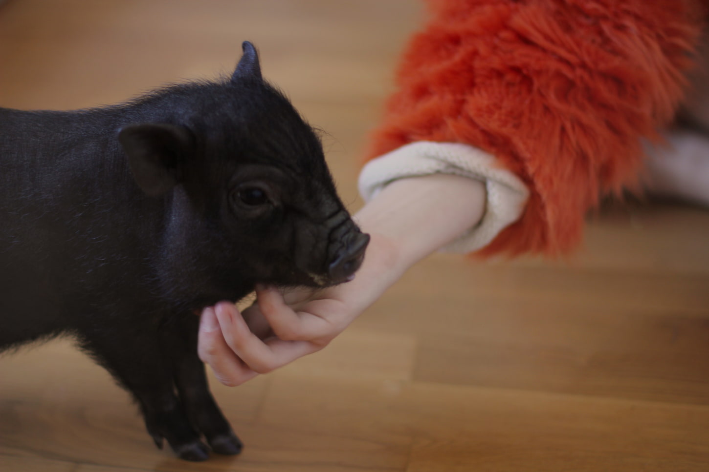 An image of a black piglet petting by woman hand inside the house.