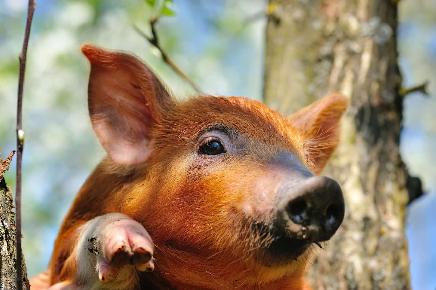 An image of a young red pig on outdoors looking at the camera.