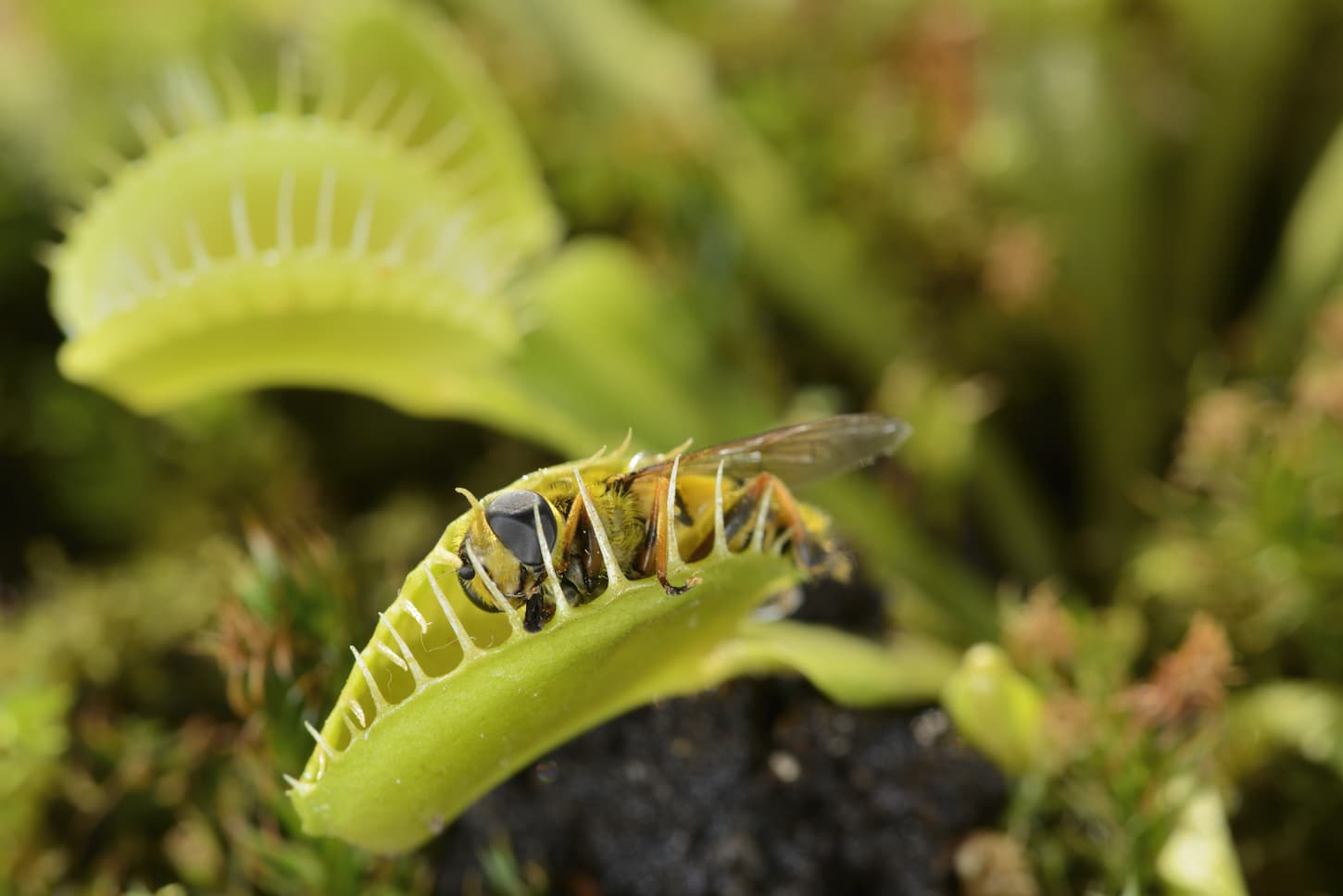 An image of a Bee-like fly insect approaching and being captured by Venus fly trap carnivorous plant.