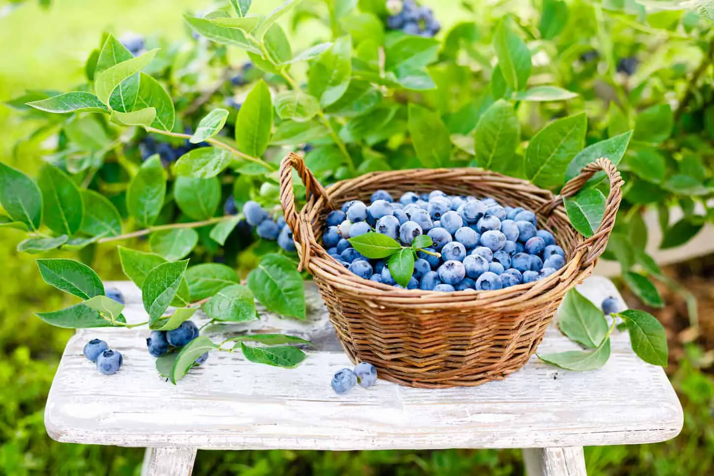 An image of fresh blueberries in a basket on top of a mini table surrounded by blueberry bush.
