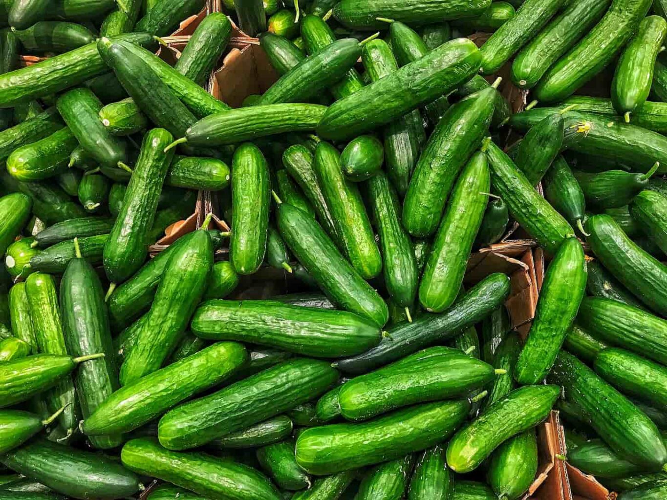 An image of freshly harvested cucumbers from the field.
