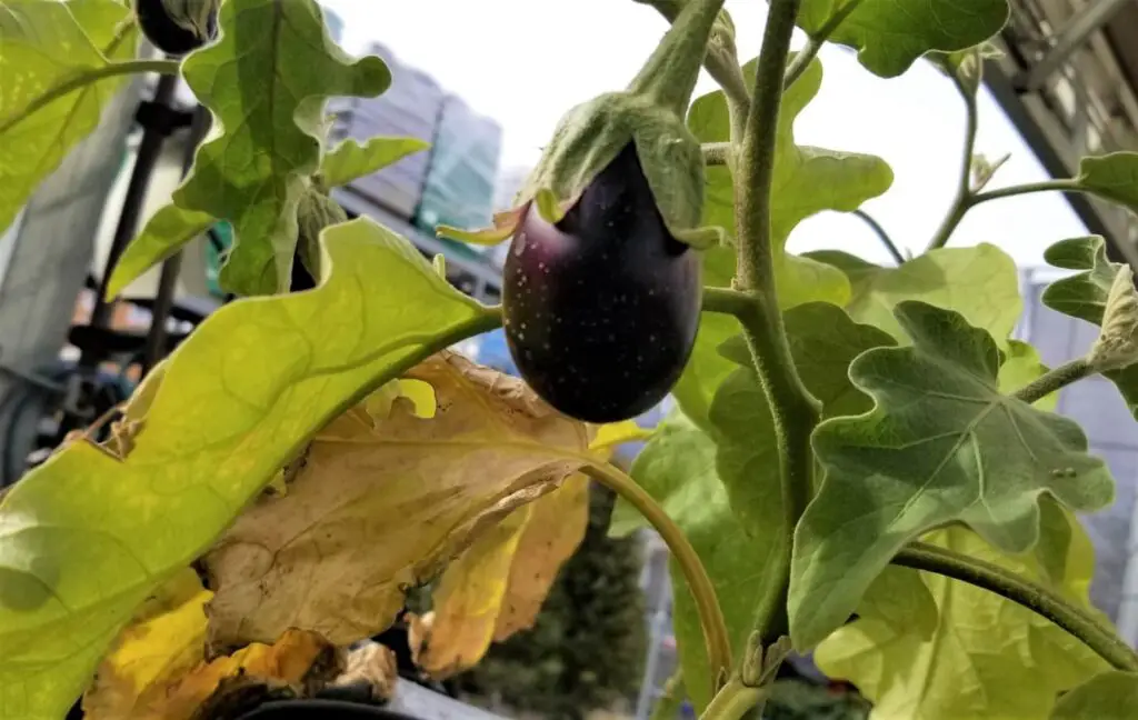 An image of an eggplant growing in a community garden.
