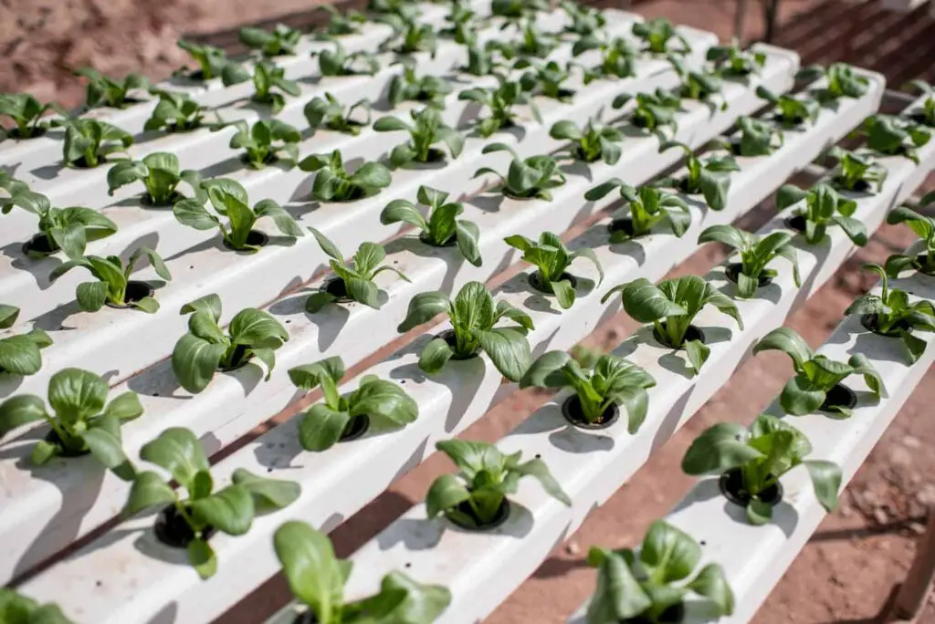 An image of green lettuce growing on hydroponic system on the farm.