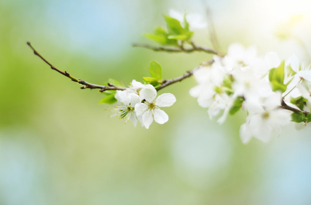 An image of a blooming twig of fruit tree in the garden.