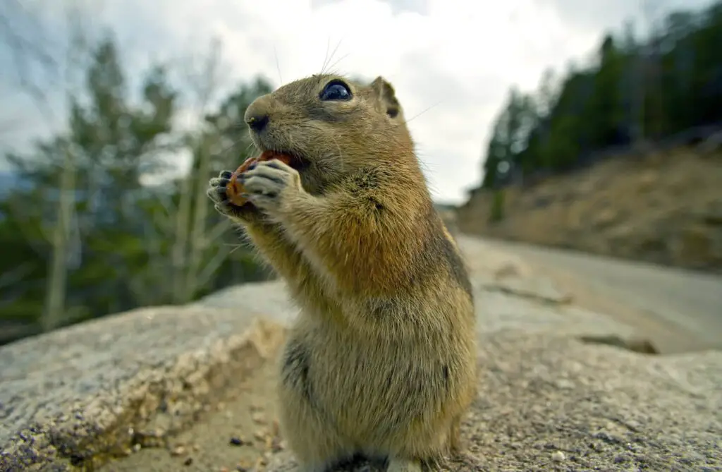 An image of a chipmunk eating a nut.