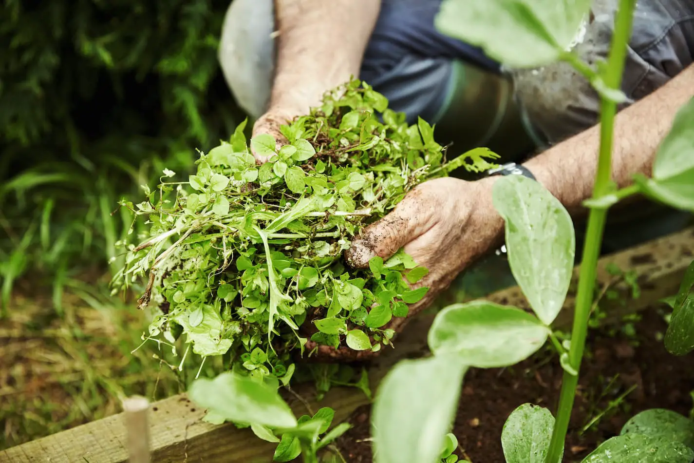 An image of a gardener holding a handful of weeds in the garden.
