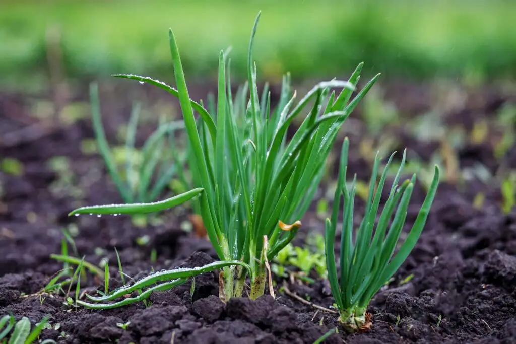 An image of Green onions growing in the ground.