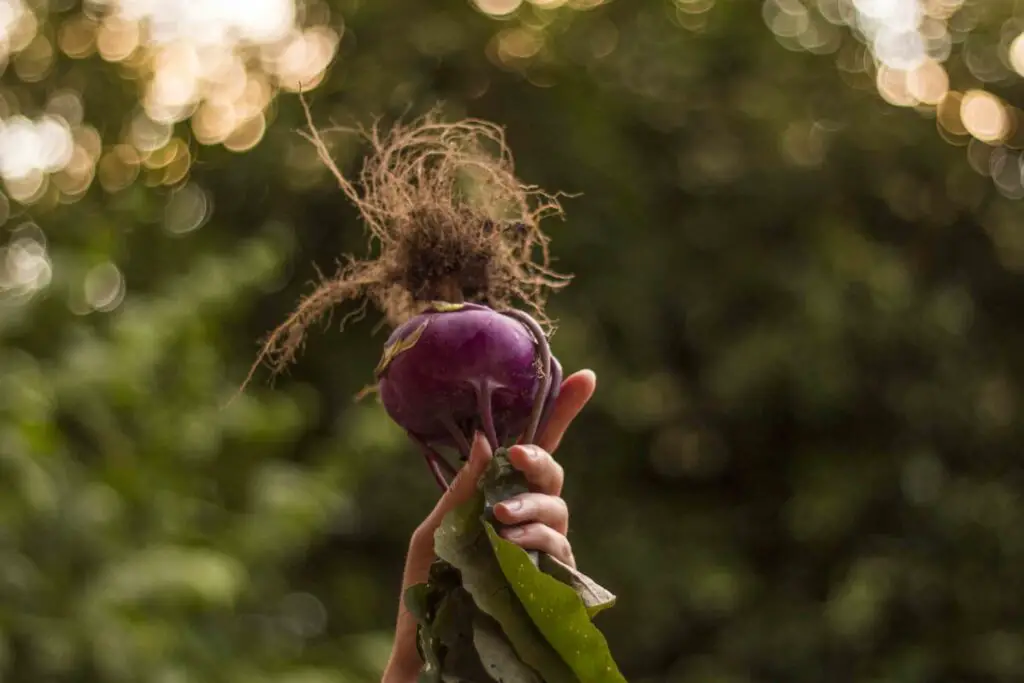 An image of freshly harvested violet turnip in a farm.