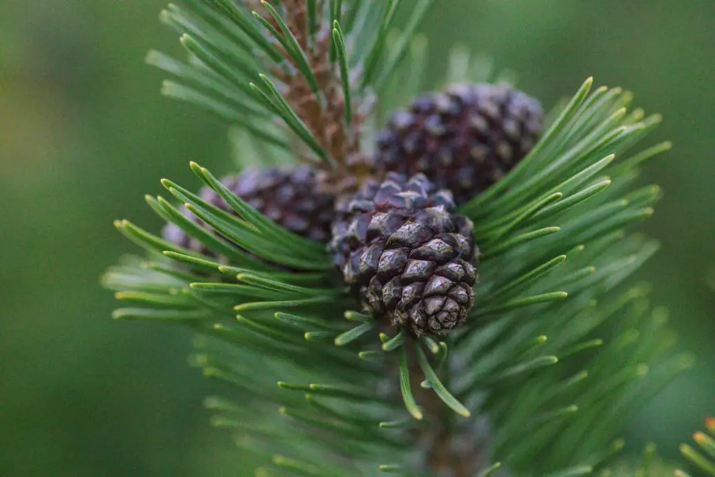 An image of a pine tree with pine cones.