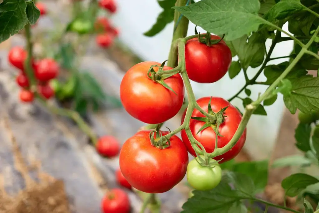 An image of ripe tomato plant growing in greenhouse. Fresh red tomatoes hanging on branch.