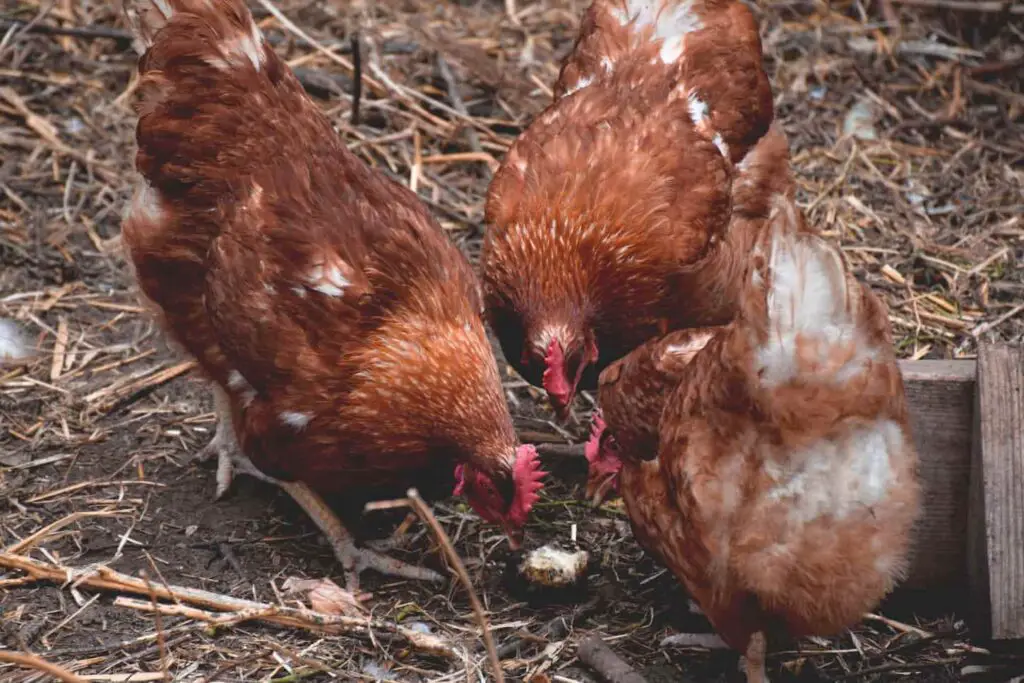 An image of three brown free-range chickens feeding organic food on a farm.