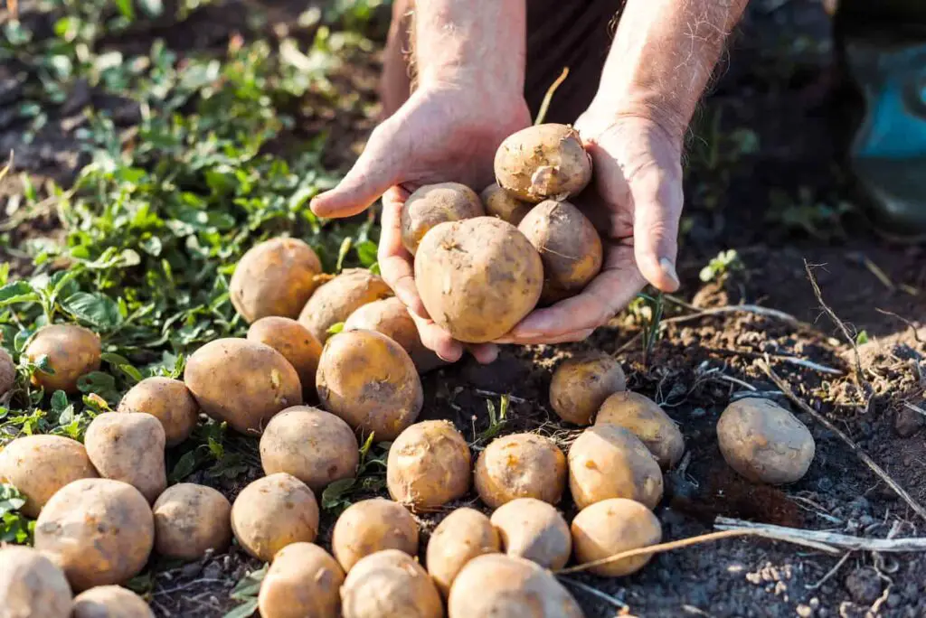 An image of self-employed farmer holding newly harvested potatoes.